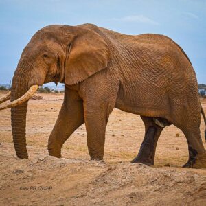 African Elephant (Loxodonta cyclotis)