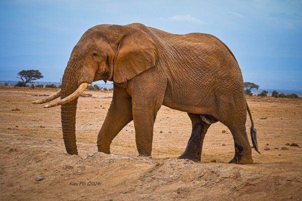 African Elephant (Loxodonta cyclotis)