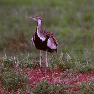 Black-bellied Bustard (Lissotis melanogaster)
