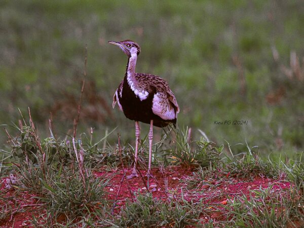 Black-bellied Bustard (Lissotis melanogaster)