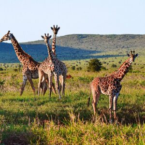 Masai Giraffe (Giraffa tippelskirchi)