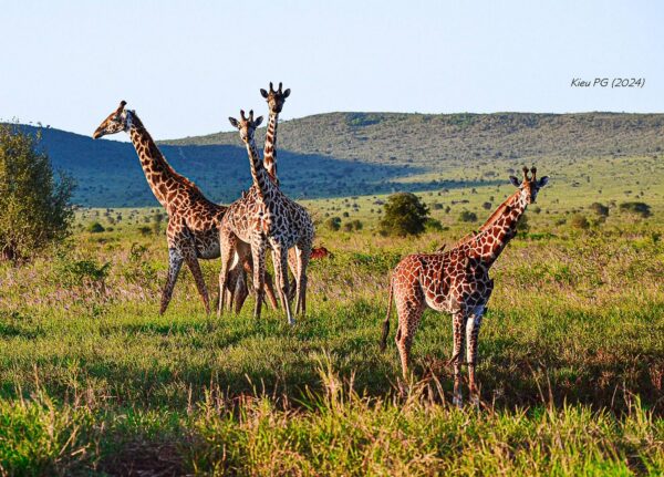 Masai Giraffe (Giraffa tippelskirchi)