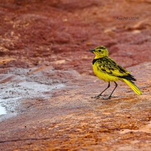 Golden Pipit (Tmetothylacus tenellus)