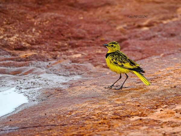 Golden Pipit (Tmetothylacus tenellus)