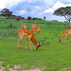 Impala (Aepyceros melampus)