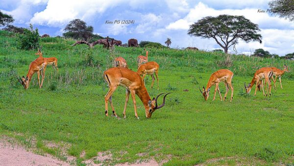 Impala (Aepyceros melampus)