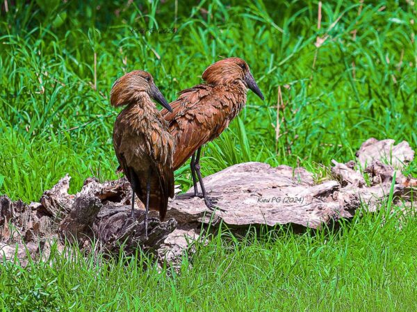 Hamerkop (Scopus umbretta)