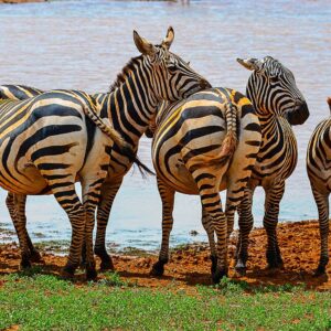 Plains Zebra ( Equus quagga)