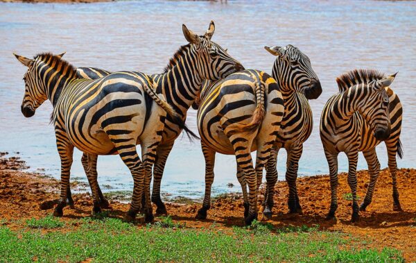 Plains Zebra ( Equus quagga)