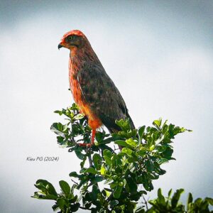 Grasshopper Buzzard  (Butastur rufipennis)