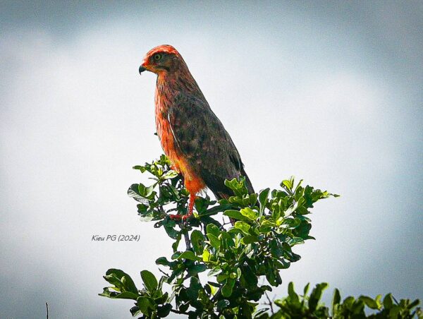 Grasshopper Buzzard  (Butastur rufipennis)