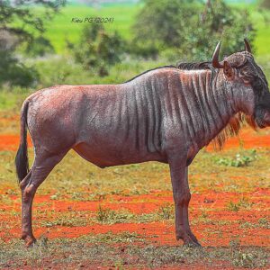 Blue Wildebeest (Connochaetes taurinus)