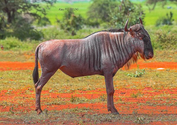 Blue Wildebeest (Connochaetes taurinus)