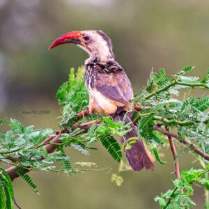 Northern Red-billed Hornbill  (Tockus erythrorhynchus)