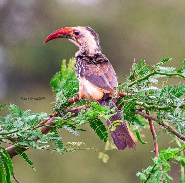 Northern Red-billed Hornbill  (Tockus erythrorhynchus)