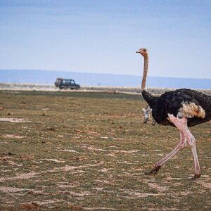 Common Ostrich (Struthio camelus)