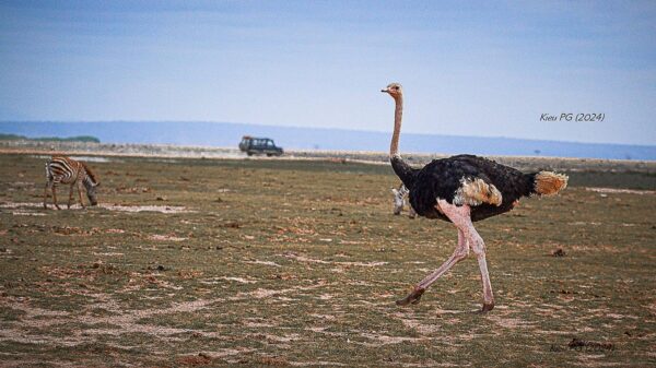 Common Ostrich (Struthio camelus)