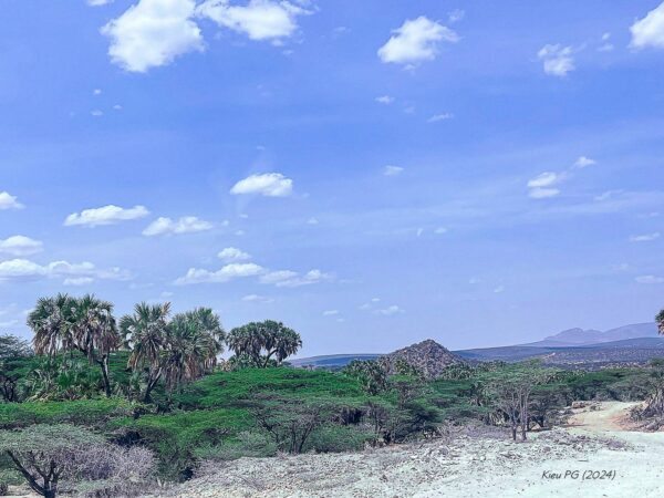 Oasis and road