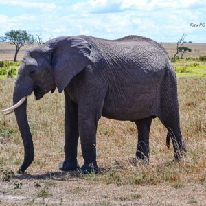 African Elephant (Loxodonta cyclotis)