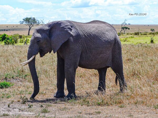 African Elephant (Loxodonta cyclotis)