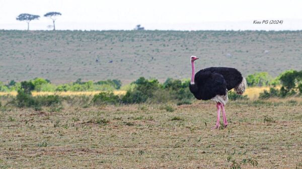 Common Ostrich (Struthio camelus)