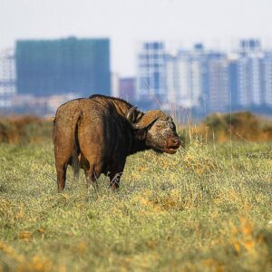 African Buffalo (Syncerus caffer)