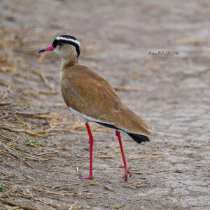 Crowned Lapwing (Vanellus coronatus)