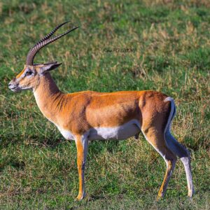 Grant's Gazelle ( Nanti granti)