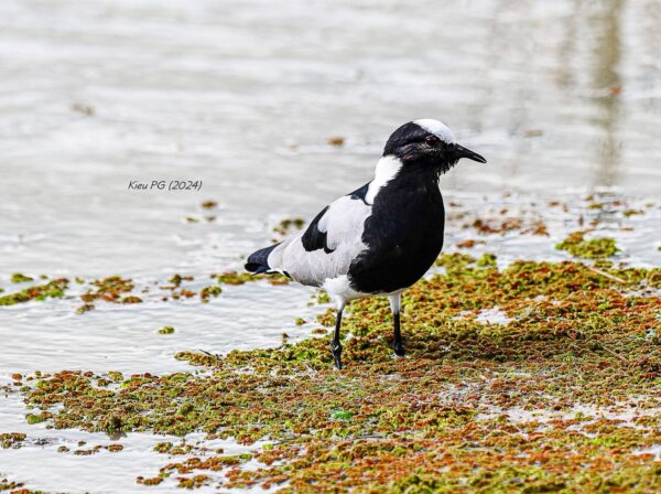 Blacksmith Lapwing (Vanellus armatus)
