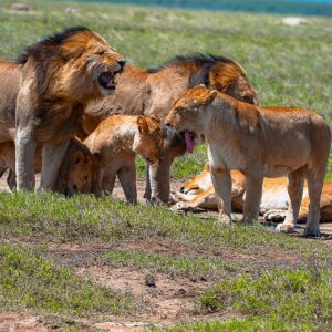 Lion ( Panthera leo)