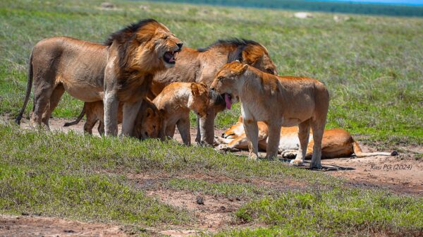 Lion ( Panthera leo)