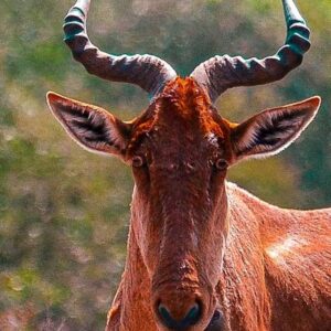 Coke's Hartebeest (Alcelaphus buselaphus cokii)
