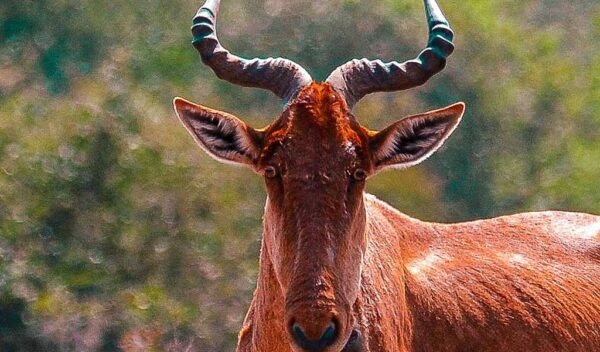 Coke's Hartebeest (Alcelaphus buselaphus cokii)