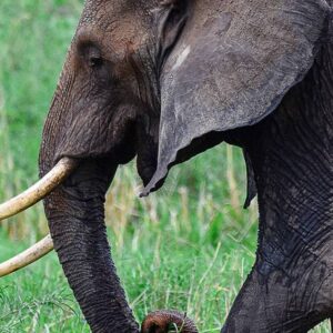 African Elephant (Loxodonta cyclotis)