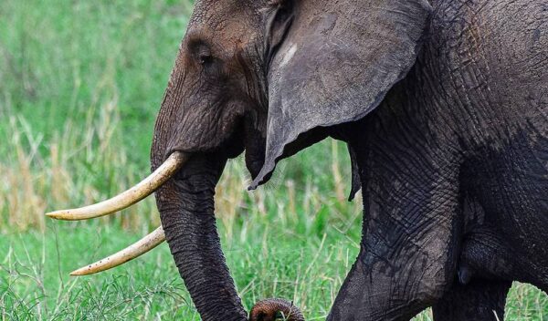 African Elephant (Loxodonta cyclotis)