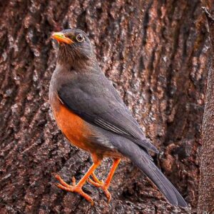 Abyssinian Thrush (Turdus abyssinicus)