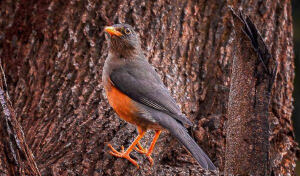 Abyssinian Thrush (Turdus abyssinicus)