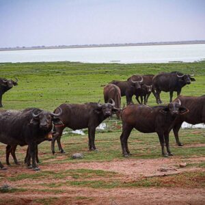 African Buffalo (Syncerus caffer)