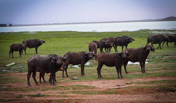 African Buffalo (Syncerus caffer)