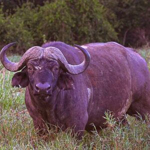 African Buffalo (Syncerus caffer)
