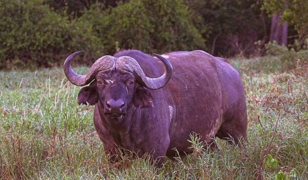 African Buffalo (Syncerus caffer)