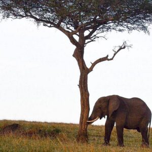 African Elephant (Loxodonta cyclotis)