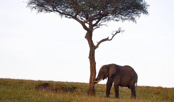 African Elephant (Loxodonta cyclotis)