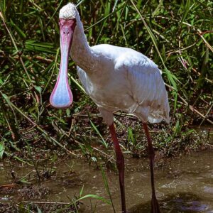 African Spoonbill (Platalea alba)