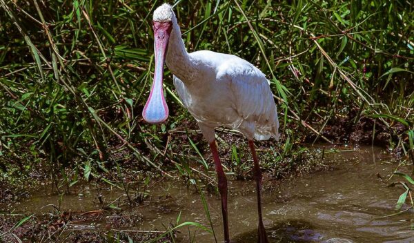 African Spoonbill (Platalea alba)