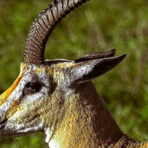 Grant's Gazelle (Nanti granti)