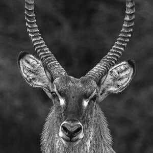 Waterbuck (Kobus ellipsiprymnus)
