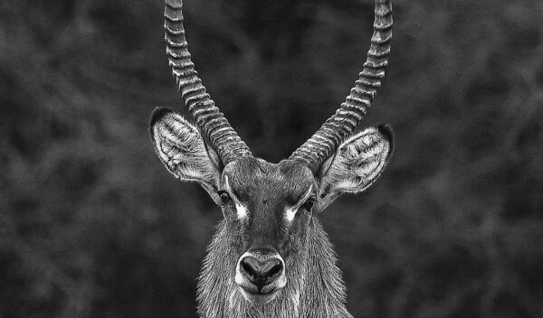 Waterbuck (Kobus ellipsiprymnus)