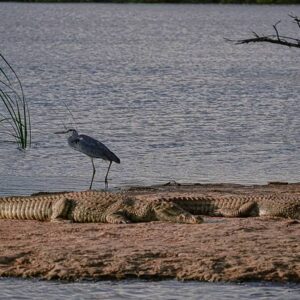 Nile Crocodile (Crocodylus niloticus)