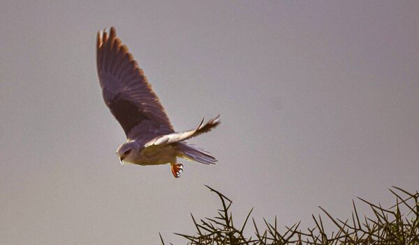 Black-winged Kite (Elanus caeruleus)